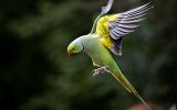 Lutte contre les espèces envahissantes