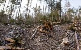 Autorisation de défrichement